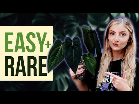 Видео: Я выращиваю сотни редких сортов антуриума. Эти семь — самые простые.