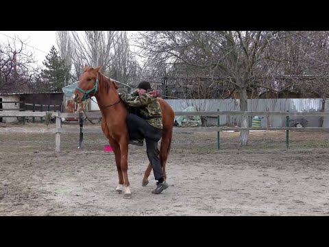 Видео: Заездка молодого жеребца часть 2.Young stallion ride