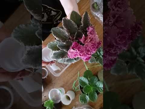 Видео: Пересадка мини фиалок. #фиалки #минифиалки