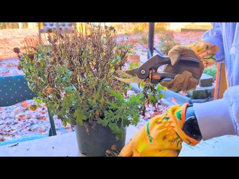 Видео: Зимующие хризантемы, петунии и другие растения! Как я обрезаю, поливаю и готовлю к зиме | Садовод...