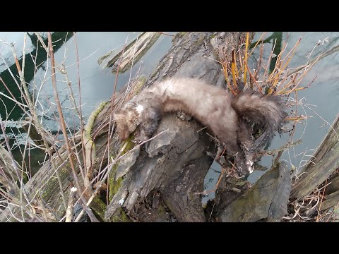 Видео: охота капканами на лису, куницу и не только, очередная проверка. {2025}.