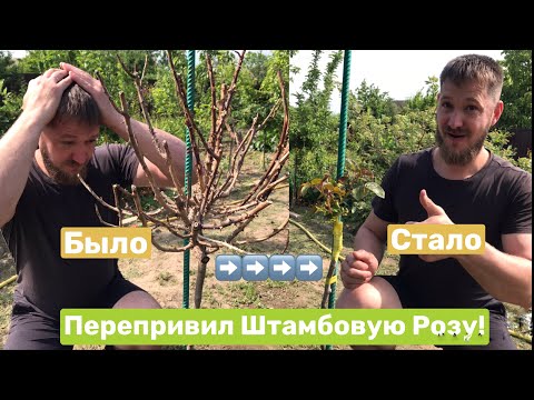 Видео: Как Перепревить Замерзшую Штамбовую Розу!Справится Даже Новичек!