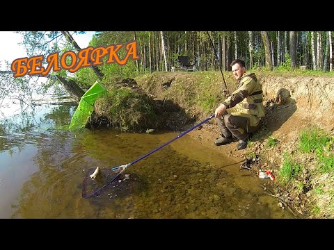 Видео: БЕЛОЯРКА. ФИДЕР. РЫБАЛКА УДАЛАСЬ. Подлещик радовал.