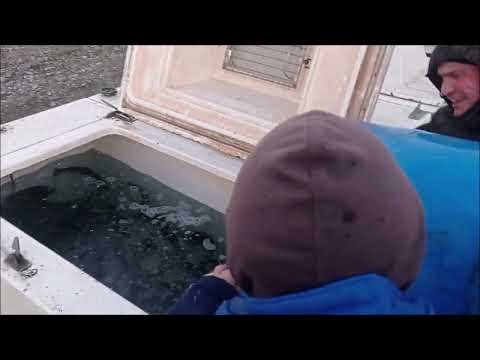 Видео: Перевозка 135 т форели за 15 дней