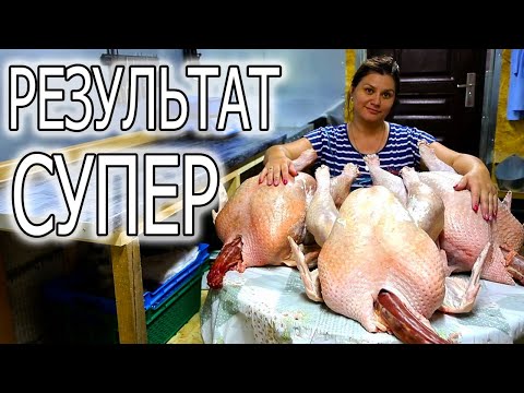 Видео: КАК НОВИЧКИ ИНДЮКОВ РАСТИЛИ! СОДЕРЖАНИЕ ИНДЮКОВ ВПЕРВЫЕ.