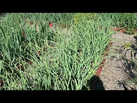 Видео: Желтеют кончики листьев чеснока. Почему? Что делать, чтобы этого не случилось