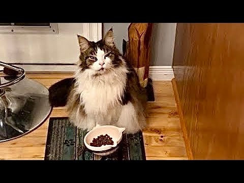 Видео: Запутанное утро 😲 4 кошки и их привычки