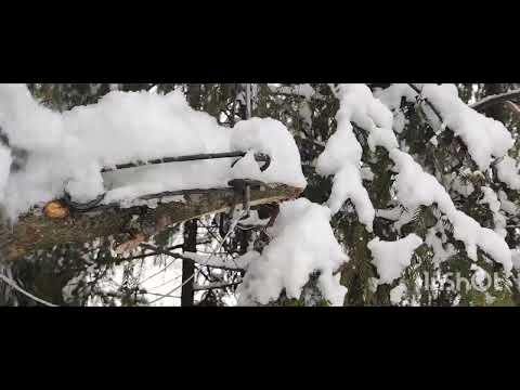 Видео: 25 ноября, вторая проверка капканов сезона 2024-25.