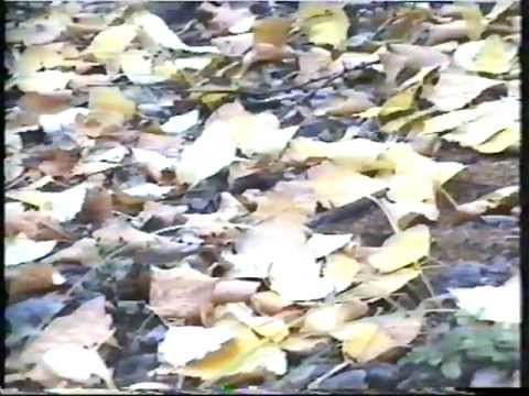 Видео: Последняя осень! Поселок Октябрьский 1997 год