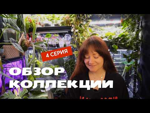 Видео: Мои ХОЙИ, каладиумы, редкие коллекционные растения, фикусы, алоказии, и всякое на стеллажах
