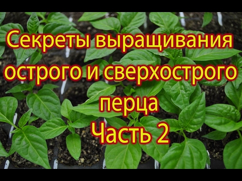 Видео: Секреты выращивания острого и сверхострого перца  Часть 2