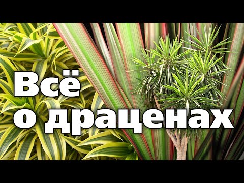 Видео: Драцены. Разновидности, секреты выращивания, формировка