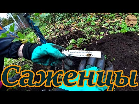 Видео: Дача 11 серия. Саженцы в зиму. Дача под охраной.