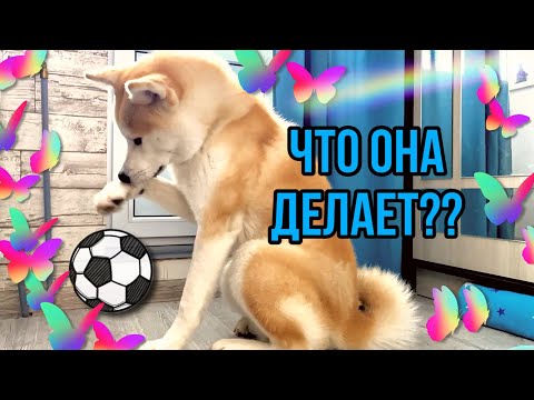 Видео: ДЕНЬ С АКИТОЙ/ Тренируем выдержку / АКИТА-ИНУ / #ДРЕССИРОВКАСОБАК