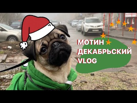 Видео: МОТИН ДЕКАБРЬСКИЙ МОПСОВЛОГ🐽