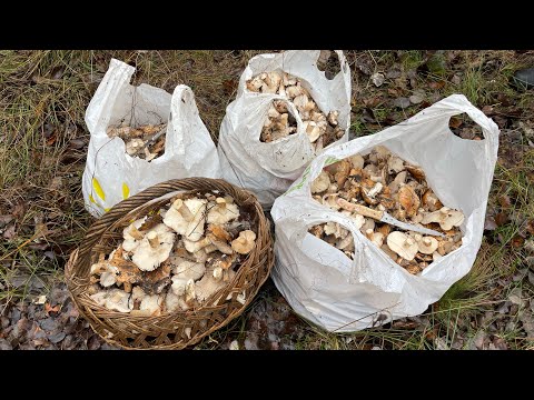 Видео: Рядовка тополева 19 жовтня | за годину назбирали 7 відер | такого врожаю грибів ми ще не бачили 