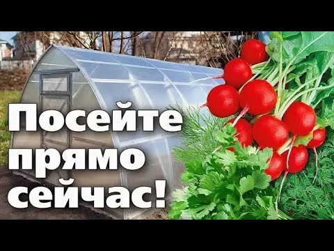 Видео: ТЕПЛИЦА НЕ ДОЛЖНА СТОЯТЬ БЕЗ ДЕЛА В МАРТЕ! Сеем рассаду и первую корзину витаминов