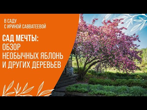 Видео: Яркие акценты в саду: обзор редких яблонь, вишен и кленов