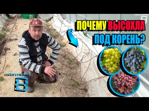 Видео: ГИБЕЛЬ ВИНОГРАДНОЙ ЛОЗЫ ВЕСНОЙ, ОТСУТСТВИЕ ПАСОКИ, В ЧЕМ ПРИЧИНЫ? СЕВЕРНЫЙ ВИНОГРАДНИК 24-05