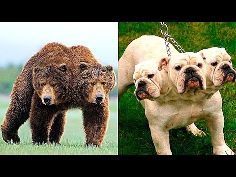 Видео: СИЗ КЎРМАГАН СИАМ ЭГИЗАКЛИ ҲАЙВОНЛАР