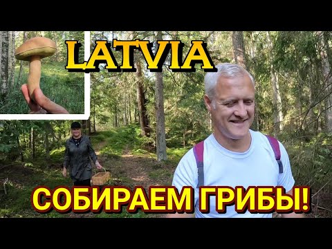 Видео: СОБИРАЕМ ГРИБЫ! / ЛЕС в ЛАТВИИ / 07.09.2022 #1