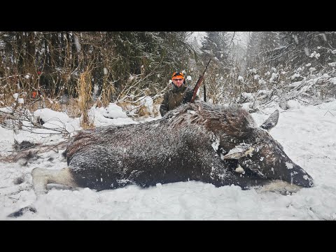 Видео: Охота НА ЛОСЯ. Подранок или нет?