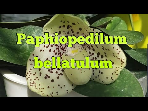 Видео: Папфиопедиум (Paphiopedilum bellatulum) в цвету.