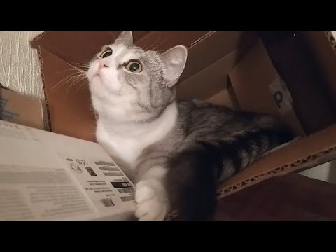 Видео: Коробочка того кто в ней сидит