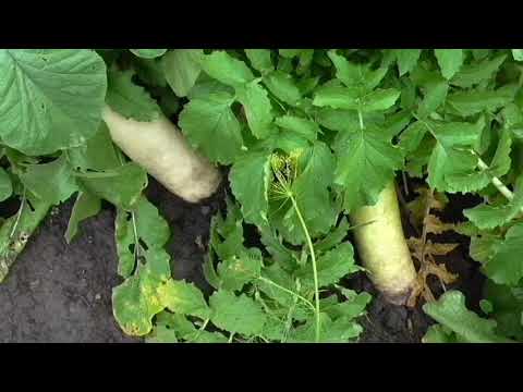 Видео: Пора выращивать дайкон!