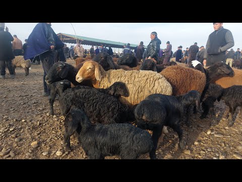 Видео: 19.10.2025 ОНА БОЛА СОВЛИК КУЙЛАРНИ АРЗОНЛАРИДАН КАРШИ КАРВОН МОЛ БОЗОРИДА 