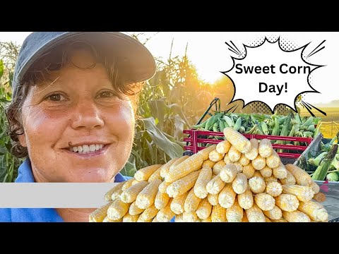 Видео: Консервируем кукурузу по-меннонитски! Мои лучшие советы по приготовлению свежей кукурузы в середи...