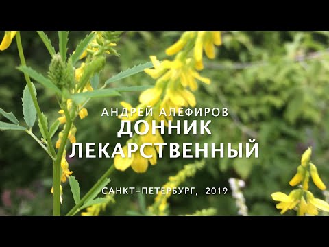 Видео: Донник лекарственный. Алефиров А.Н.