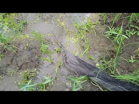 Видео: кастинговая сеть 25-ка ф5м. наверное крайняя рыбалка на малой речке.