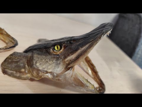 Видео: ЧУЧЕЛО ЩУКИ! #рыбалка #fish #fishing #природа #отдых #рыба #поделка #сделай сам #хобби #щука #чучело