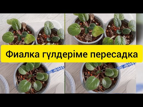 Видео: Фиалка гүлдерімді фитильді горшокка егу