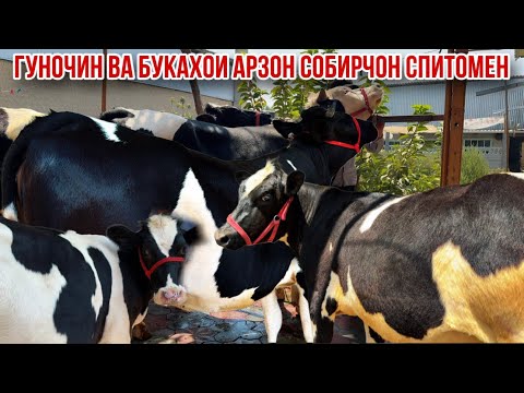 Видео: Бука ва гуночинои шири Собирчон Спитомен 14 августа 2025 г.