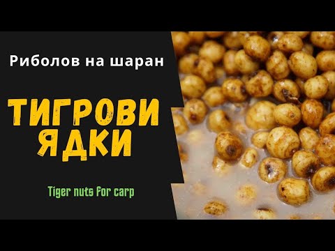 Видео: Риболов на шаран: Тигрови ядки/Tiger nuts (EN subtitles)