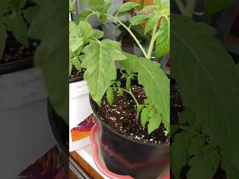 Видео: Мой огород на балконе