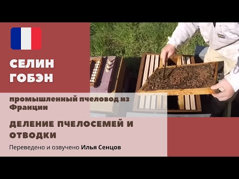 Видео: Деление пчелосемей и отводки на пасеке Селин Гобэн (Франция, полное видео)