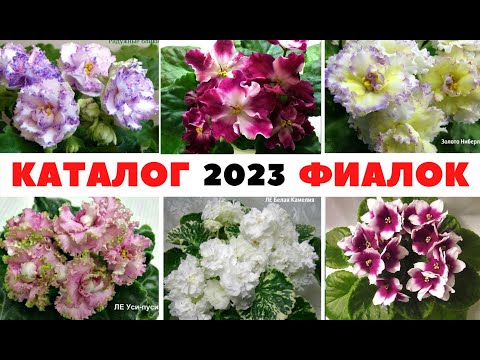 Видео: КАТАЛОГ моих 🌺 ФИАЛОК на 2023 год 🌺 ОТПРАВКА ПОЧТОЙ