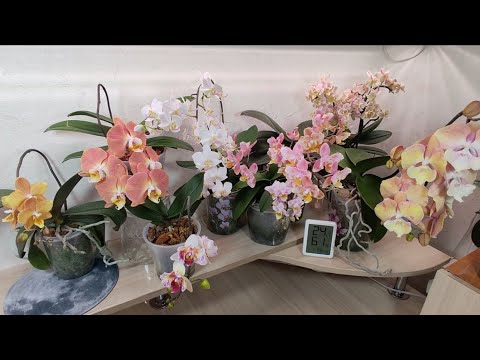 Видео: #40  Новых "5" КРАСОТОК 🌼🌷🌺🌹🌻 в моей коллекции))) Адаптировались ... Скоро пересадим 🪴