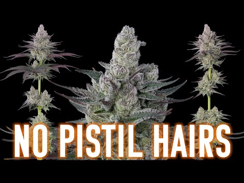 Видео: Безумный фенотип без пестичних волосков!