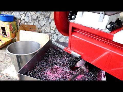 Видео: САПЕРАВИ.Переработка винограда!!! Ответы на Вопросы.