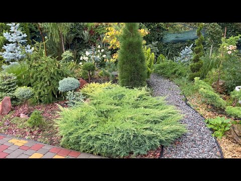 Видео: Стрижка можжевельника