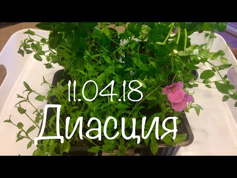 Видео: Диасция 11.04.18 Пикировка и черенкование диасции