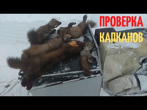 Видео: Капканный промысел. Очередная проверка капканов на куницу и белку.