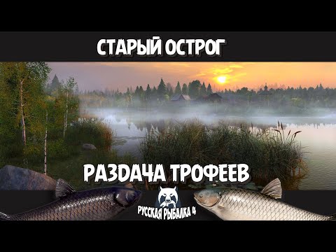 Видео: Раздача Трофейных  Амуров. Старый Острог. Русская Рыбалка 4