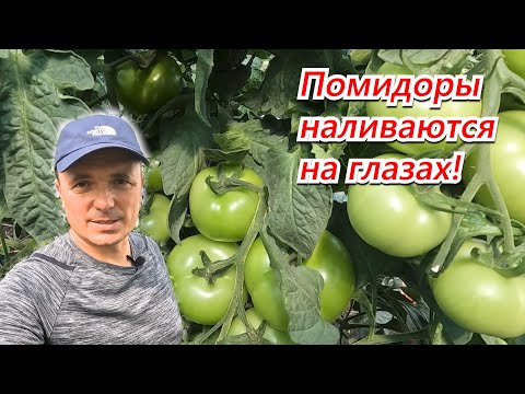 Видео: Томаты наливаются на глазах- калийная подкормка высокорослых томатов!