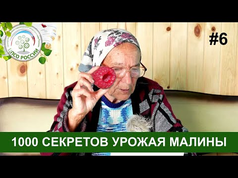 Видео: Малина. 1000 Секретов получить хороший урожай малины.