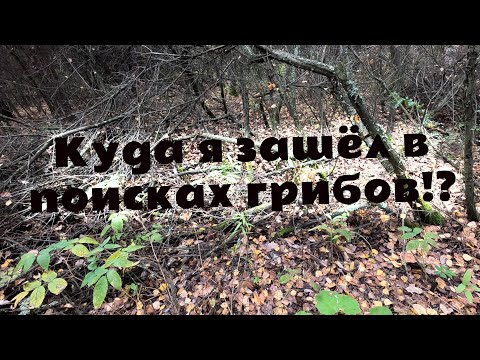 Видео: В поиске груздей! Грибник ушёл в непроходимый лес за грибами! Подберёзовики, волнушки, грузди...